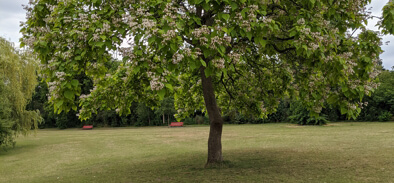 Ein Baum im Park, gegenüber der Psychotherapeutischen Praxis