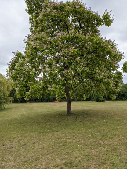 Ein Baum im Park, gegenüber der Psychotherapeutischen Praxis